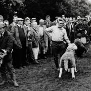 Judging the sheep at the Westmorland County Show in 1994