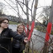 Kate Willshaw and a fellow campaigner by some of the threatened town centre trees 

Pic: Jon Grainger