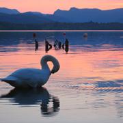 Sunset at Miller Ground, Windermere with swan and Langdales