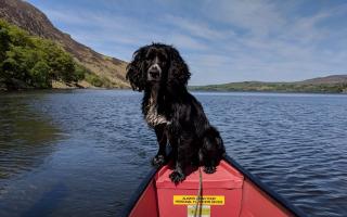 A Cocker Spaniel dog has been missing for more than 20 days