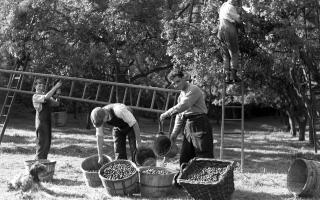 Damson picking in the 1940’s.