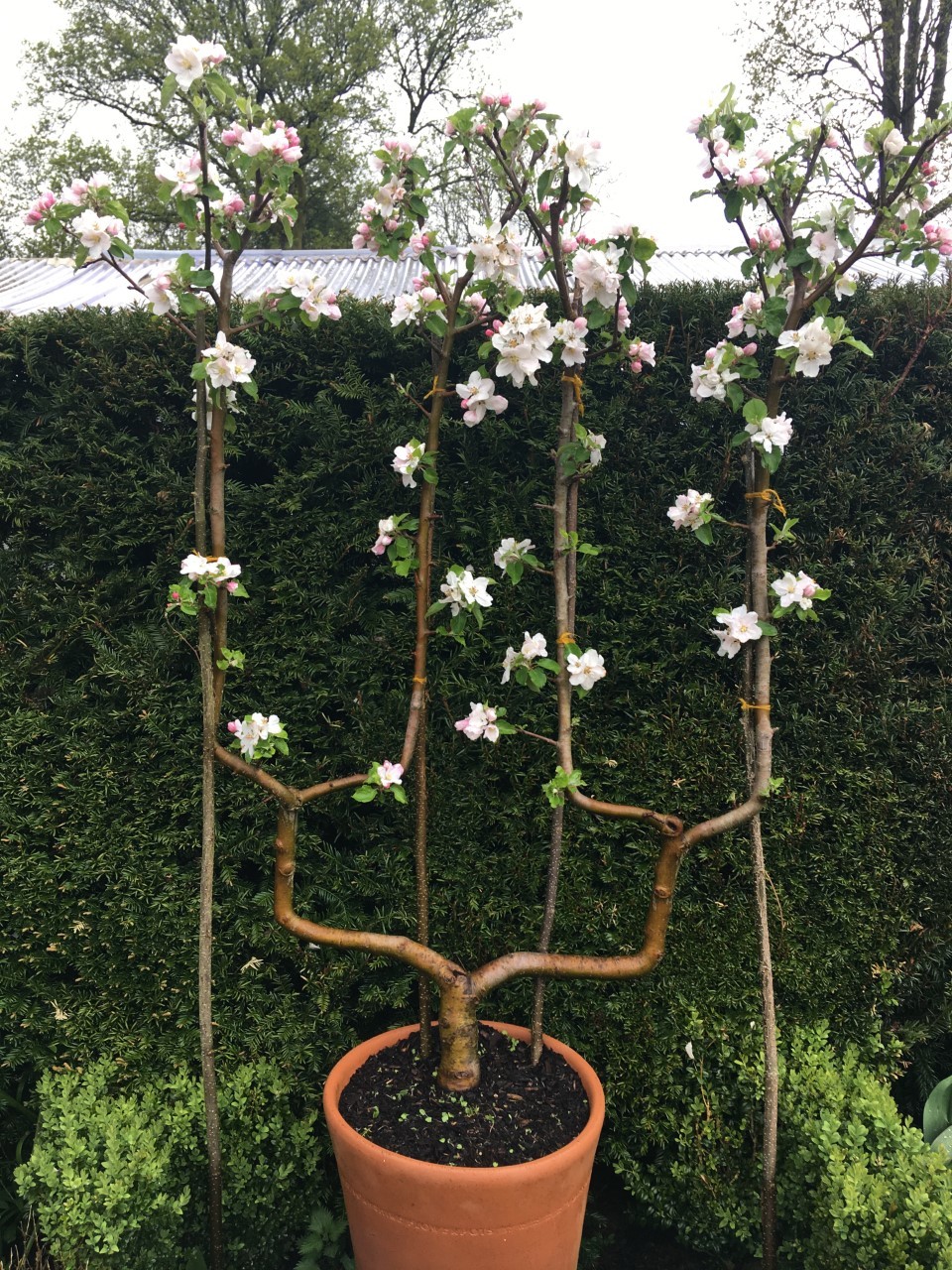 Cordon Trained Fruit Trees / Espalier Fruit Trees Create A Home Orchard With A Small Footprint River Road Farms : This produces a stem 2.4 m (8 ft).