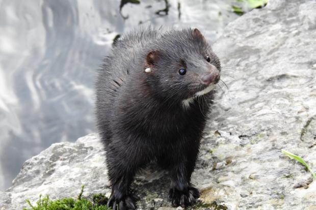 THIS lovely photo of a curious mink was taken by Gazette Camera club member John Dodds. He spotted the creature along the River Kent in Kendal. 