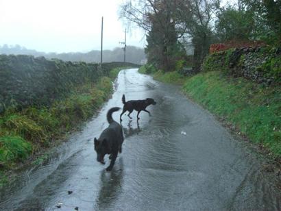 In and around Staveley Village Thursday afternoon 19th November 2009, by Vin Cahill.