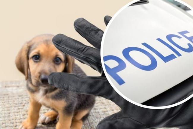Tim Farron welcomes reports of new law to give pet thieves tougher sentences | The Westmorland Gazette