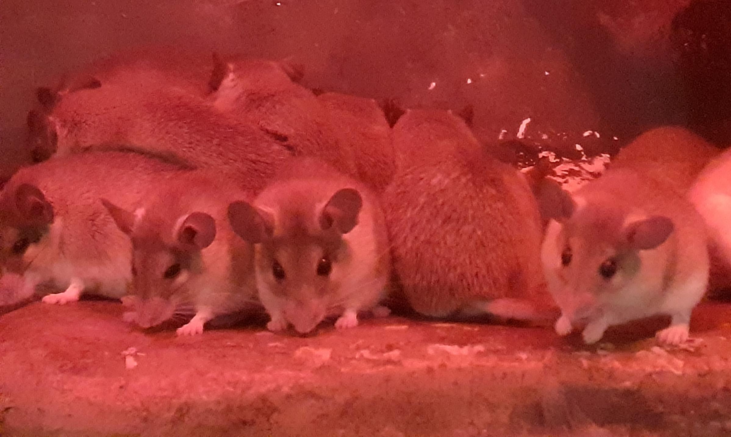 Pygmy mice produce litters