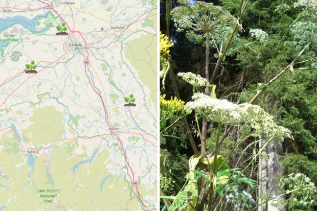 Giant hogweed hotspots found in Cumbria. Picture: Canva