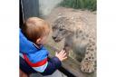 FASCINATED: A possible budding David Attenborough gazes at the Oasis’ leopard exhibit