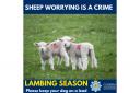 LAMB DEATH: Police have advised people to keep dogs on leads. 