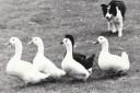 More used to rounding up sheep on the fells, this Border collie took his duck penning seriously at the Coniston County Fair in 1996