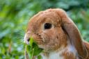 Animal rescue centres are currently receiving over 50 rabbits to be rehomed.