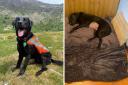 Lewis, a local search dog, required surgery after eating too much grass