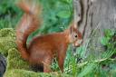 The ranger tasked with helping boost the red squirrel population gave a talk on Tuesday night