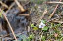 Marsh violets are being planted as part of a species regeneration project (Paul Harris/National Trust/PA)