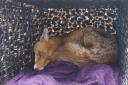 The fox was rescued in the early hours of Monday morning
