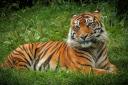 Padang the Sumatran tiger