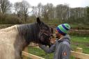 A refugee from Lancaster enjoys a visit to Meditate With Horses in High Bentham
