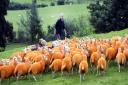 Troutbeck farmer Pip Simpson with his dyed flock