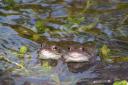 21st April 2017. Frogs at mating time, for west weeklies CWT column. Copyright Richard Burkmar. Must credit.