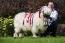Tim Dunne, of Appleby, with reserve champion Valais Blacknose Westmorland Dilly