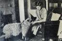 TODAY'S PHOTO FROM THE GAZETTE ARCHIVES: Pet lamb does the rounds in Endmoor in 1950