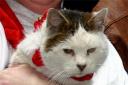 AUTHOR’S muse ‘Rabbit’ the cat is feared dead.