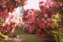 Muncaster Castle's gardens bloom online