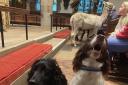 Dogs, cats and alpacas joined in with a church service in Sedbergh