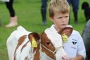 Young handler Tom Edwards with his Holstein calf