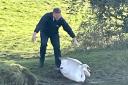 The RSPCA inspector retrieving the swan from Lancaster Canal