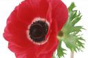 Exhibition remembers 25 village men who died in WW1