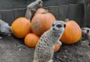 EXPLORE: Meerkats greet their new neighbours