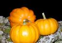 Size matters - certainly where pumpkins are concerned