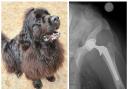 Titch and the xray showing severe hip dysplasia