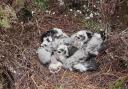 Young Hen Harriers in a nest (not the birds in question in this case)