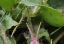 The pink grasshopper found in the man's garden