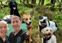 Ambleside Dog Walker is up for a national award