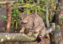 The zoo's Scottish wild cats could be the ones to benefit from your unwanted trees