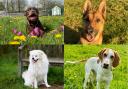 Animal Rescue Cumbria dogs for rehoming