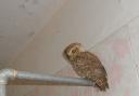 The endangered Forest Owlet owl freed thanks to Muncaster Castle