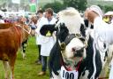 Cattle on show at Cartmel Show