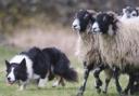 This weeks homework, watching the professionals getting the job done, flanking (photo courtesy of Lake District Sheepdog Experience)