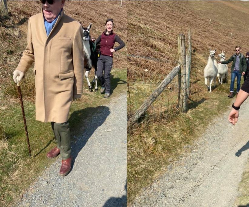 FUN: Jack and Michael Whitehall walking with llamas