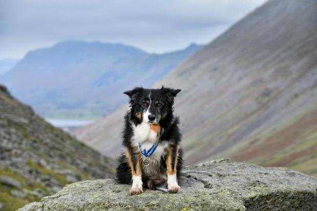 The Westmorland Gazette: HONOUR: Skye, a border collie search dog, wearing a medal