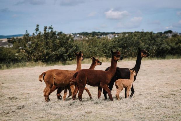 The Westmorland Gazette: GUARDS: The alpacas have proven their worth as livestock guards