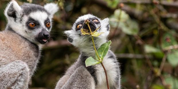 The Westmorland Gazette: Lemur Bedtime at South Lakes Safari Zoo