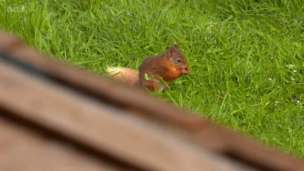The Westmorland Gazette: VISITOR: A red squirrel made an appearance
