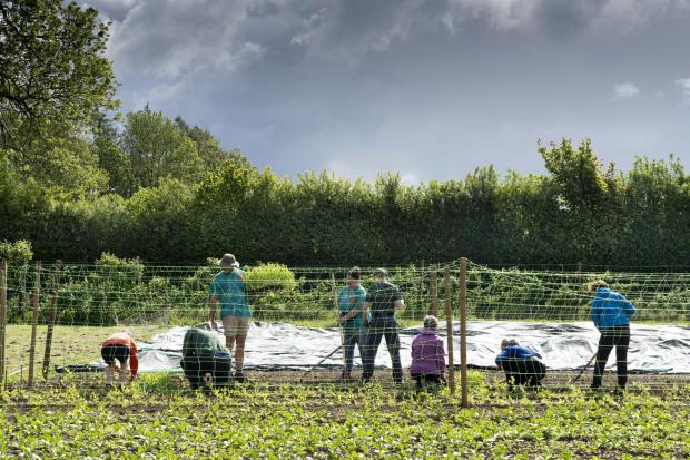 The Westmorland Gazette: WORK: Growing Well volunteers working in the fields at Low Sizergh Farm