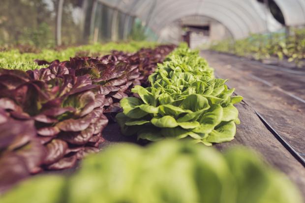 The Westmorland Gazette: GROWING: Growing Well's salad vegetables in a polytunnel