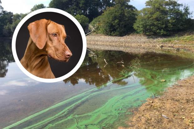 CAUTION: Blue-green algae is potentially lethal to animals